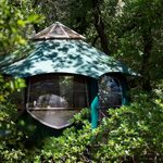 Cabane perchée toit vert, grandes fenêtres, nature dense, séjour unique et intimiste en forêt. Auberge de la Tuilière