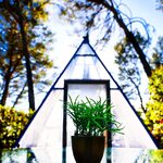 Campalune insolite au soleil sous les arbres, plante en pot sur table vitrée, séjour unique assuré. Auberge de la Tuilière